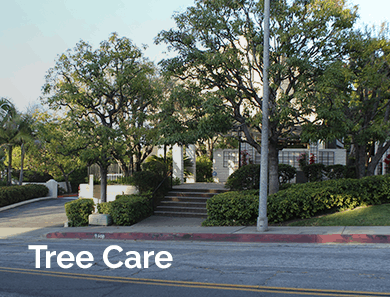 Tree Care